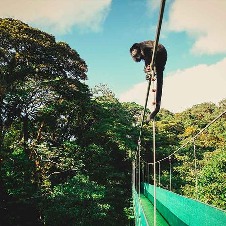 Hängebrückentour La Fortuna 02 Blick auf eine Hängebrücke und einen Affen bei der Hängebrückentour La Fortuna