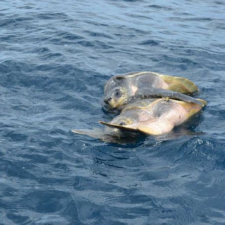 Schildkrötenbeobachtung in Tortuguero 02 Blick auf zwei Schildkröten bei der Schildkrötenbeobachtung in Tortuguero
