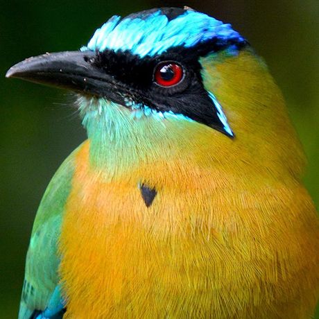 Vogelbeobachtung Cloudbridge 01 Ein bunter Blauscheitelmotmot strahlt mit seinem Federkleid.