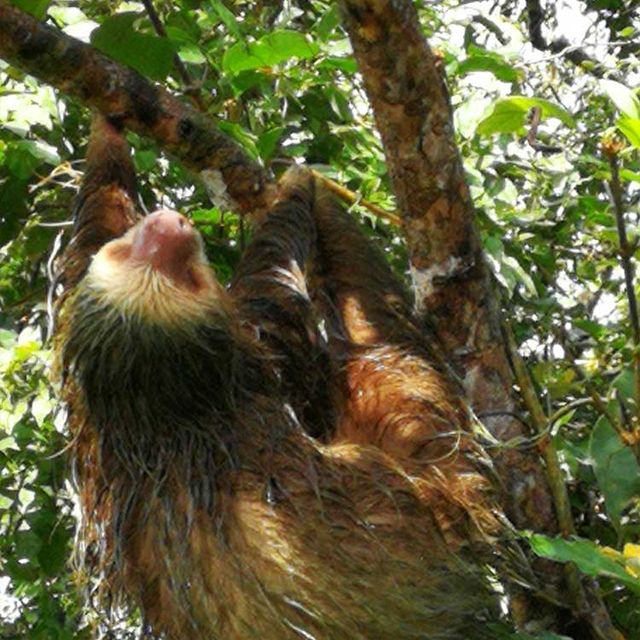 Naturkundliche Exkursion im Nationalpark Tortuguero 03