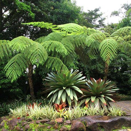 Blick in den Garten des Hotel Monteverde Lodge