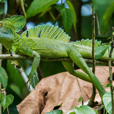 Costa Rica Getarnte Echse Viele Tiere fallen aufgrund der guten Tarnung kaum in der dichten Vegetation auf