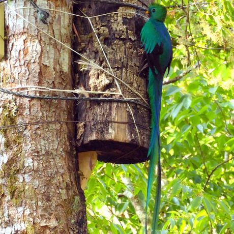 Vogelbeobachtung Cloudbridge 02 Ein Quetzal mit grün schillerndem Federkleid sitzt vor seinem Brutplatz.