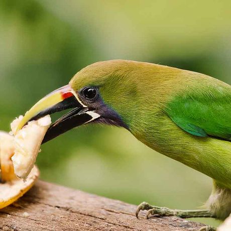Lernen Sie das natürliche Habitat verschiedener Spezies kennen