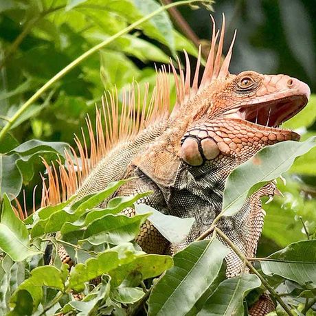 Genießen sie die Flora und Fauna unter Leitung von erfahrenen Guides.