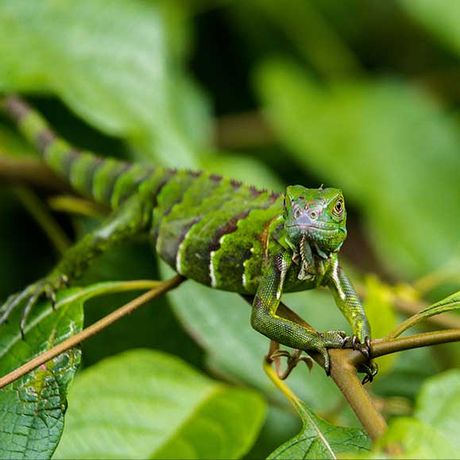 Basilisk aus dem Dschungel Costa Ricas