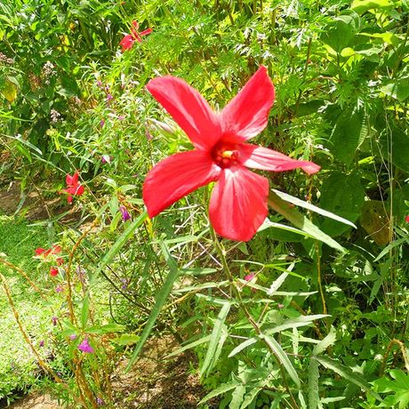 Blick auf eine Blüte beim Tagesausflug Finca Don Juan Einblick in die Landwirtschaft