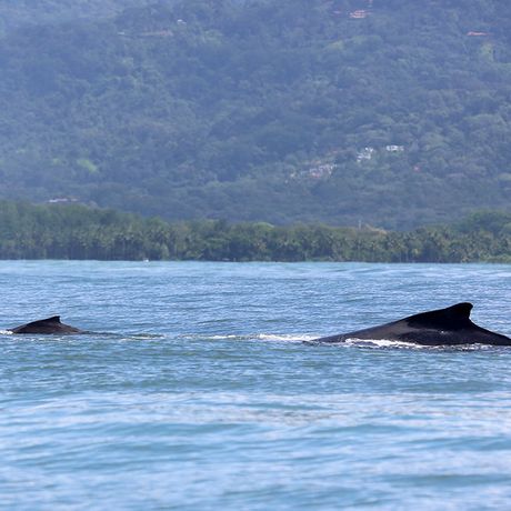 Beobachten sie wie Wale und Delfine aus dem Meer springen und erleben sie Gänsehautmomente in der freien Natur auf dem Ozean des Meeresnationalparks Ballena.