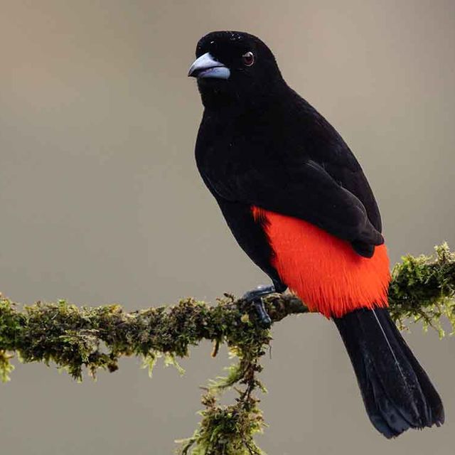 Vogelbeobachtung San Gerardo de Dota Tangare