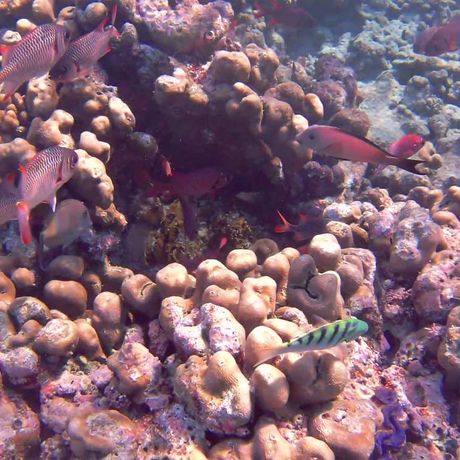Blick auf Fische beim Tagesausflug Schnorcheln und Wanderung im Nationalpark Cahuita
