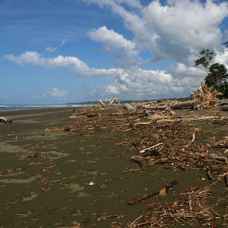 Costa Rica Pazifikküste Treibholz Costa Rica Pazifikküste Treibholz auf Osa