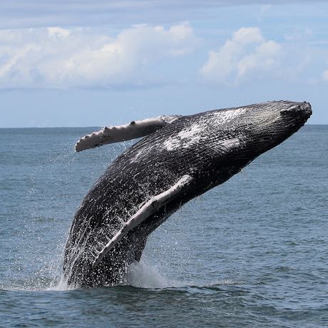 Erleben Sie das einmalige Naturspektakel der Walbeobachtung in Costa Rica