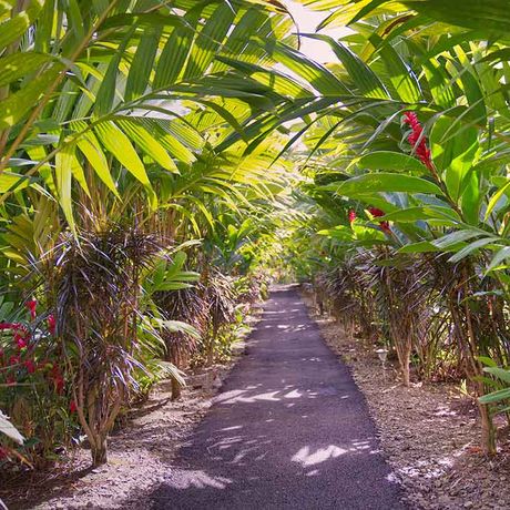 Blick auf einem wanderweg in der Nähe der Heliconias Nature Lodge