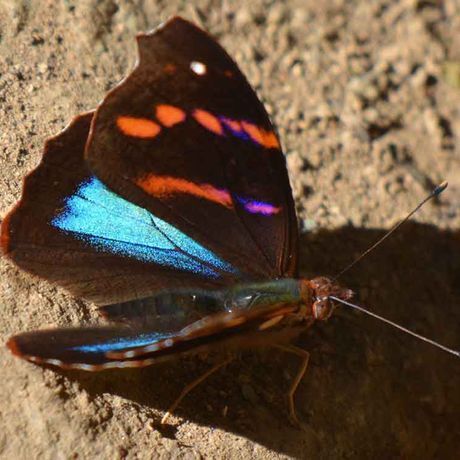 Achten Sie auf bunte Schmetterlinge im Reservat