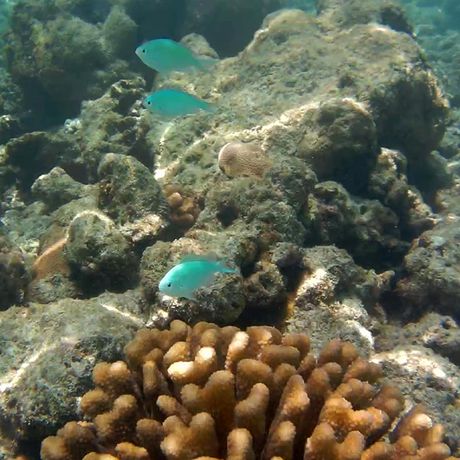 Entdecken Sie bunte Fische bei Ihrem Schnorchelabenteuer.
