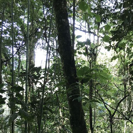 Urwaldwanderung Cloudbridge Dichter Urwald Tauchen Sie ein in die magische Welt des Urwalds