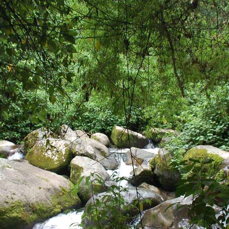 Urwaldwanderung Cloudbridge Unberührte Natur Im Reservat finden Sie unberührte Natur