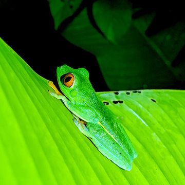 Grüner Frosch