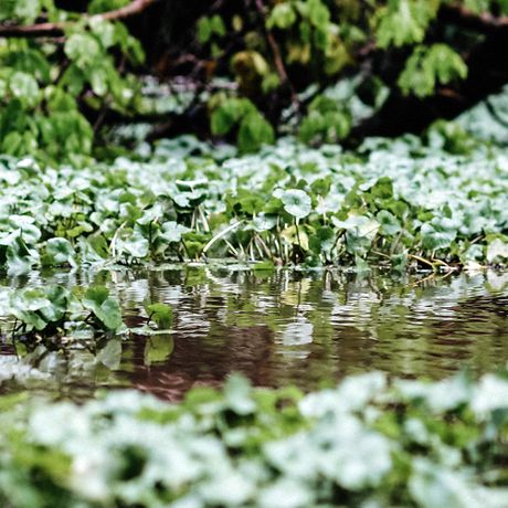 Die beeindruckende Dschungelwelt besticht mit üppiger Flora und Fauna