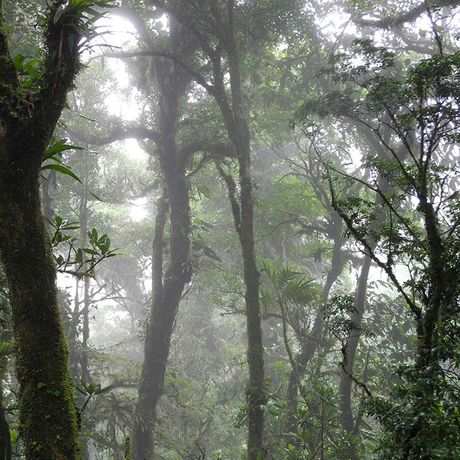Costa Rica Nebelwald wolkenverhangen