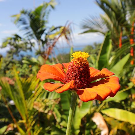 Strandunterkunft Shana Blume Blick auf eine schöne Blume im Garten der Strandunterkunft Shana