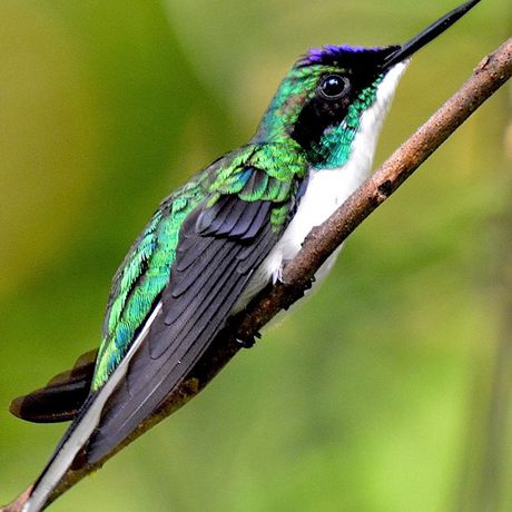 Vogelbeobachtung Cloudbridge Sie blicken auf einen bunt schillernden, paradiesischen Kolibri.