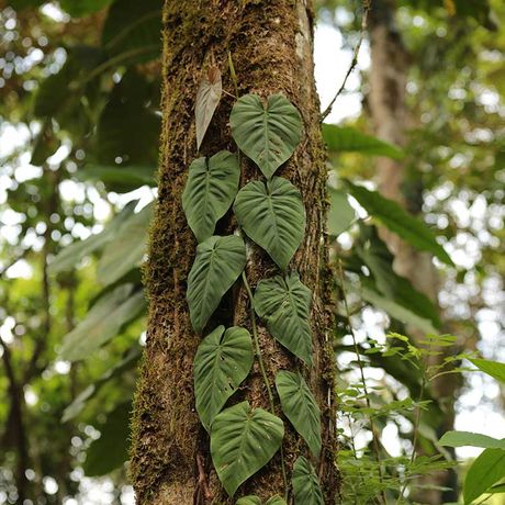 Costa Rica Dschungel und Regenwald Pflanze Costa Rica Dschungel und Regenwald Pflanze