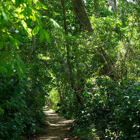 Costa Rica Dschungelpfad Die Wege der Nationalparks führen durch dichte Vegetation