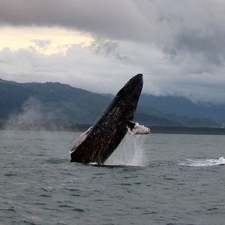 Beobachten sie wie Wale und Delfine aus dem Meer springen und erleben sie Gänsehautmomente in der freien Natur auf dem Ozean des Meeresnationalparks Ballena.