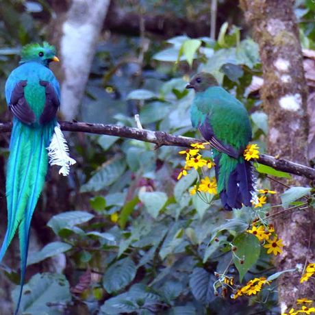Vogelbeobachtung Cloudbridge 05 Ein Quetzal-Pärchen sitzt nebeneinander auf einem Ast umgeben von Blätern und gelben Blumen.