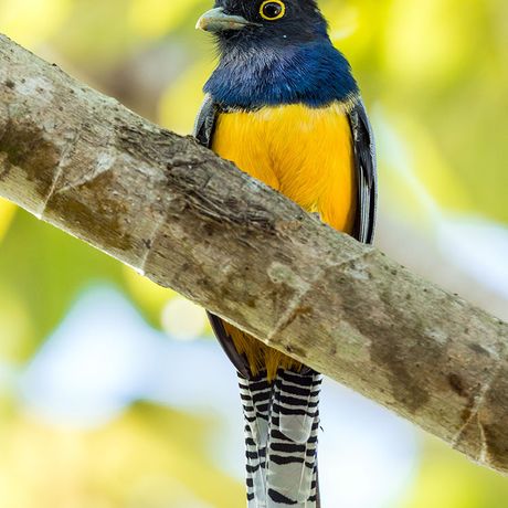 Sie blicken auf einen gelbschwarzer Trogon.
