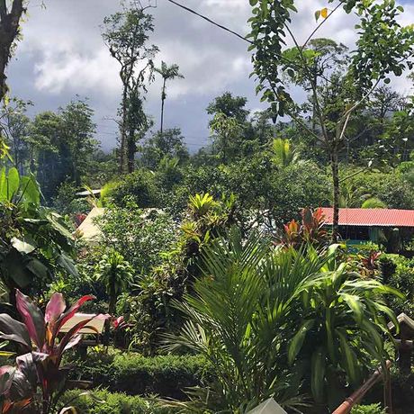 Bungalow und Cabinas Posada Río Celeste Garten 02 Blick auf den Garten der Bungalow und Cabinas Posada Río Celeste