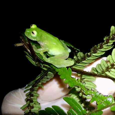 Sie blicken auf einen hellgrünen Grasfrosch. 
