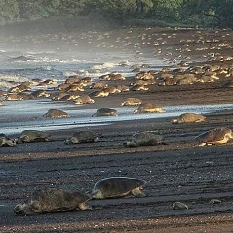 Schildkrötenbeobachtung in Nosara 02 Blick auf Schildkröten bei der Schildkrötenbeobachtung in Nosara