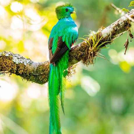 Vogelbeobachtung im Nationalpark Quetzales Quetzal Der Quetzal nennt den Nationalpark sein Zuhause