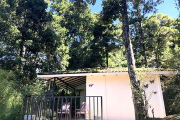 Bungalow Dantica Cloud Forest Lodge Bungalow Wald 02