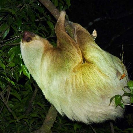 Kaffeekultur und abenteuerliche Tierbeobachtungen 05 Blick auf ein zweizähiges Faultier bei dem Tagesausflug Kaffeekultur und abenteuerliche Tierbeobachtungen