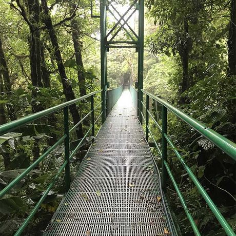 Blick auf eine Hängebrücke bei der Wanderung über Hängebrücken im Nationalpark Monteverde