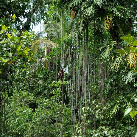 Costa Rica Dschungel und Regenwald Dickicht Costa Rica Dschungel und Regenwald Blick ins Dickicht
