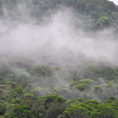 Costa Rica Nebelwald Baumkronen