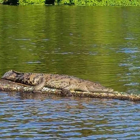 Krokodil auf dem Fluss Tortuguero Blick auf ein Krokodil