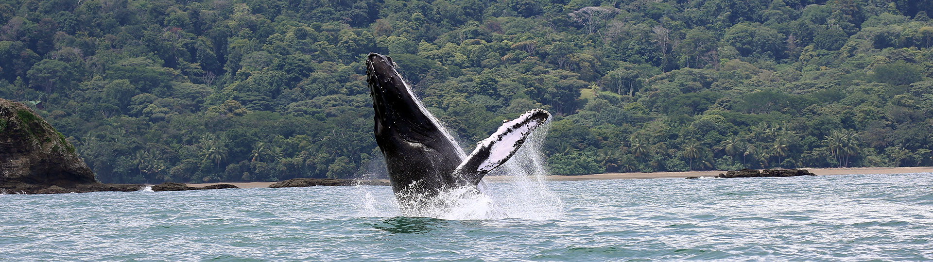 Costa Rica Ballena