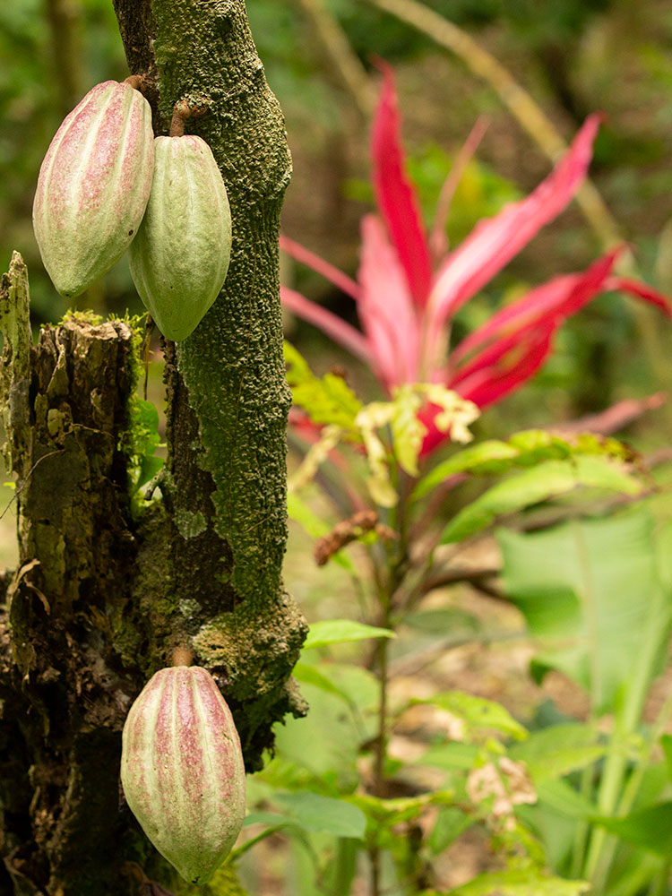 Costa Rica Bunte Natur