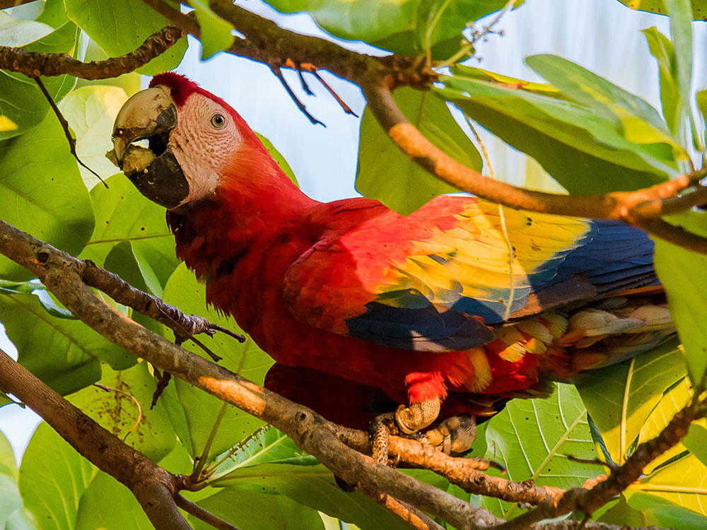 Costa Rica Dschungel und Regenwald Ara