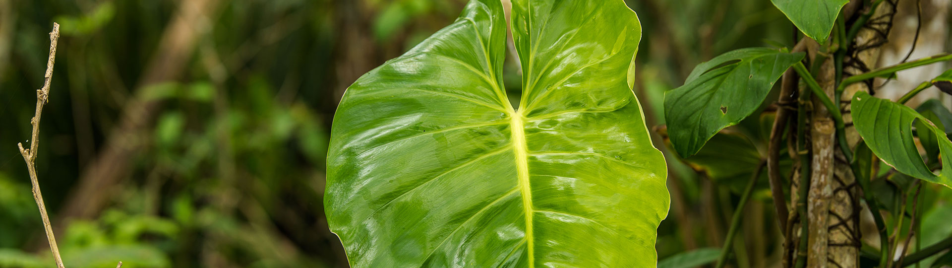 Costa Rica Dschungel und Regenwald