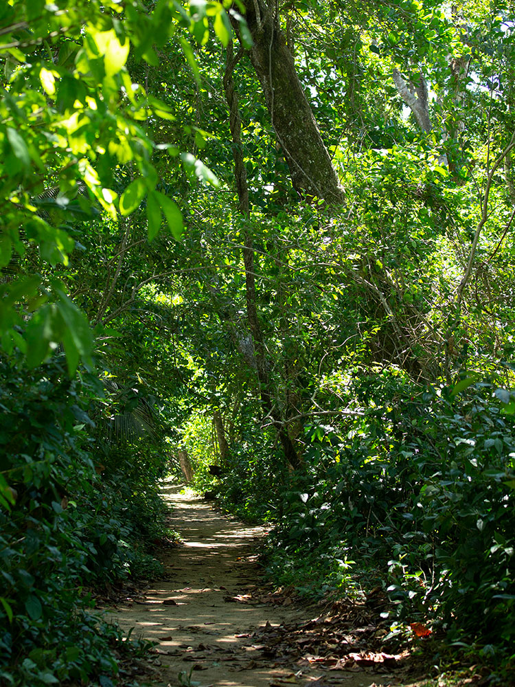 Costa Rica Dschungelpfad