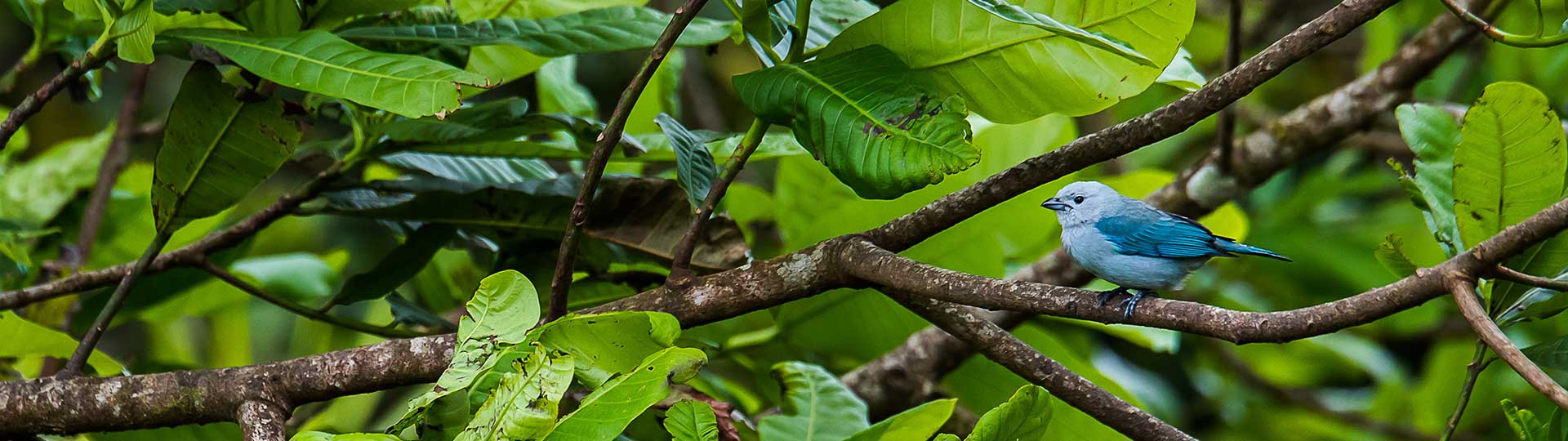 Costa Rica Naturreise