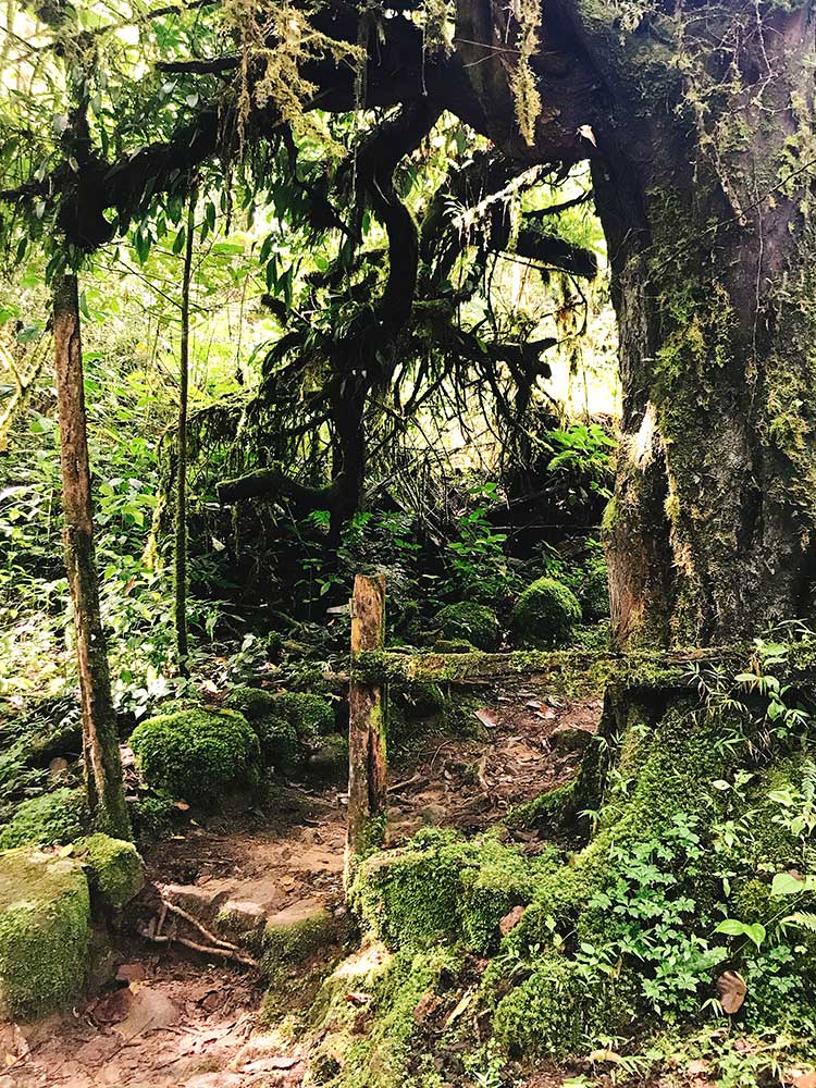 Costa Rica Nebelwald Baum