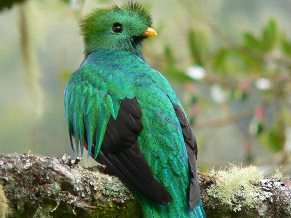 Costa Rica Quetzal Nahaufnahme
