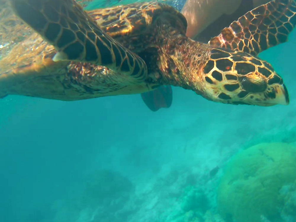 Costa Rica Schildkröte hautnah